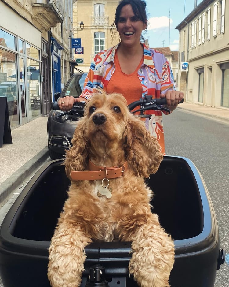 Un cocker repose ses pattes avant sur la bord de la caisse d'un vélo cargo Douze G4